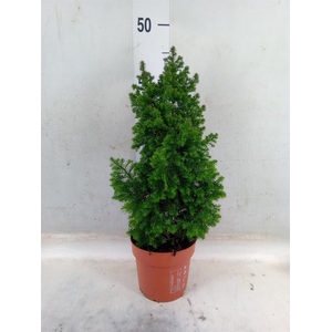 Chamaecyparis thyo. 'Top Point'