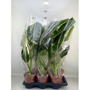 Alocasia macrorrhizos