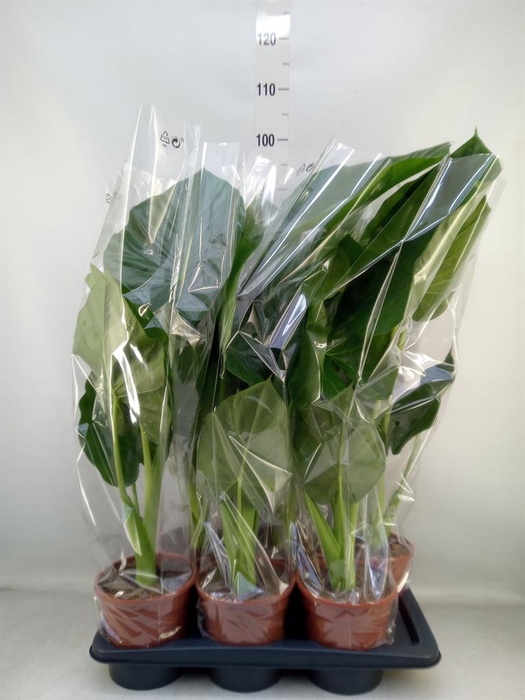 <h4>Alocasia macrorrhizos</h4>