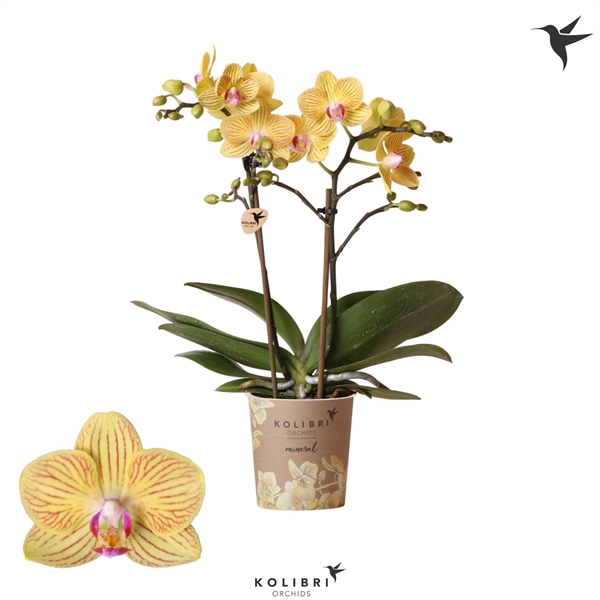 <h4>Kolibri Orchids Phalaenopsis Lima 2 spike</h4>