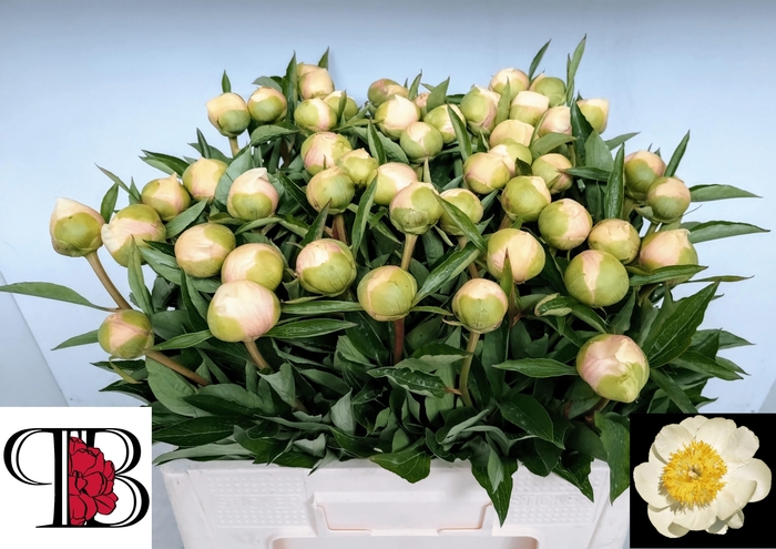 <h4>PAEO CLAIRE DE LUNE</h4>