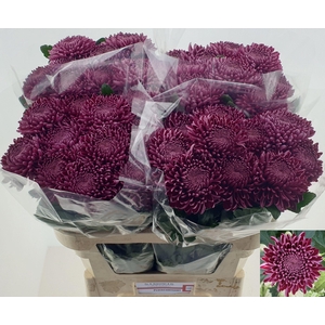 CHR G BIGOUDI PURPLE