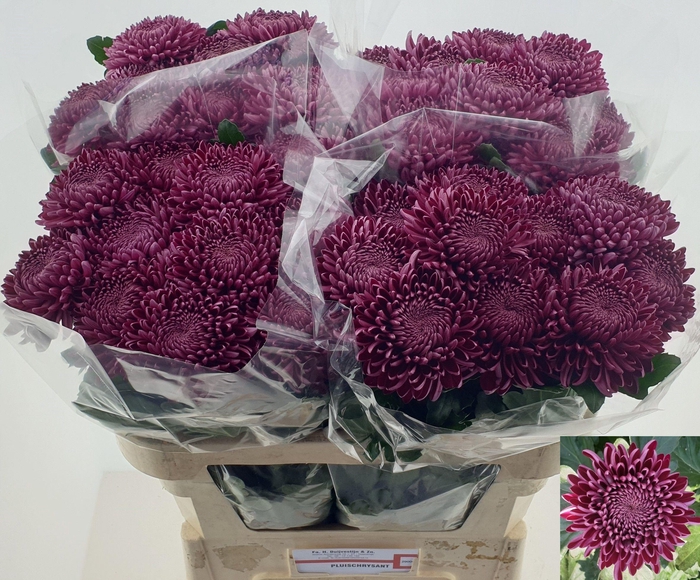 <h4>CHR G BIGOUDI PURPLE</h4>