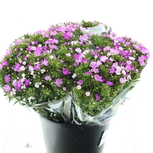 Di Barb Amazon Lavender