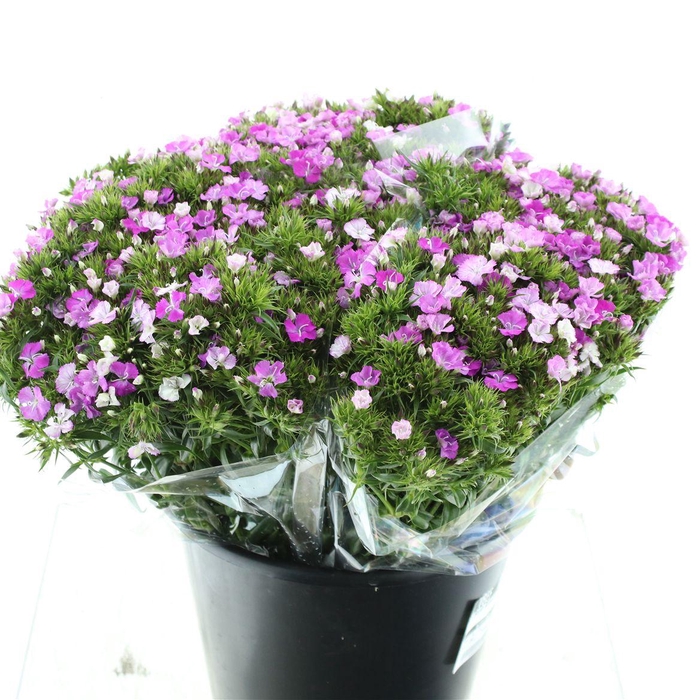 <h4>Di Barb Amazon Lavender</h4>