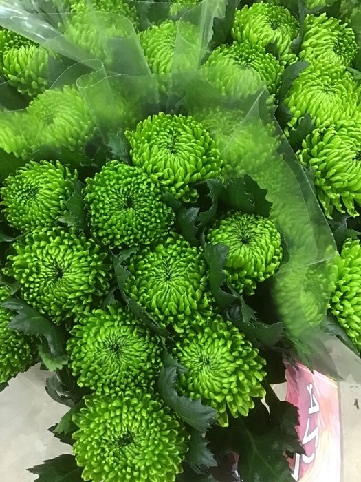 <h4>CHR G ALEMANI</h4>