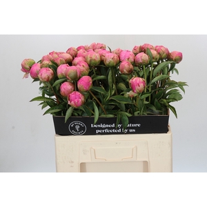 Paeonia Jacorma