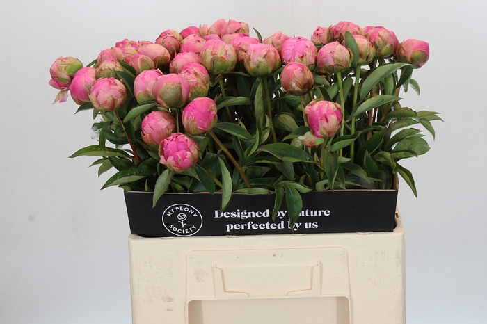 Paeonia Jacorma