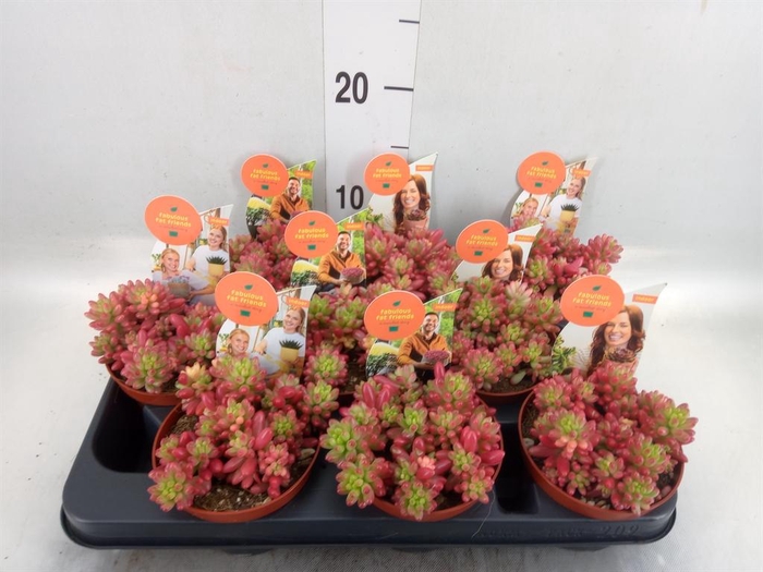 <h4>Sedum rubrotinctum 'Aurora'</h4>