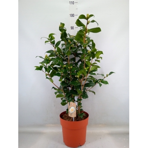 Camellia japonica 'Brushfield Yell'