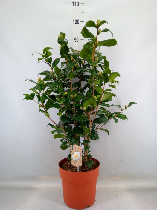 <h4>Camellia japonica 'Brushfield Yell'</h4>