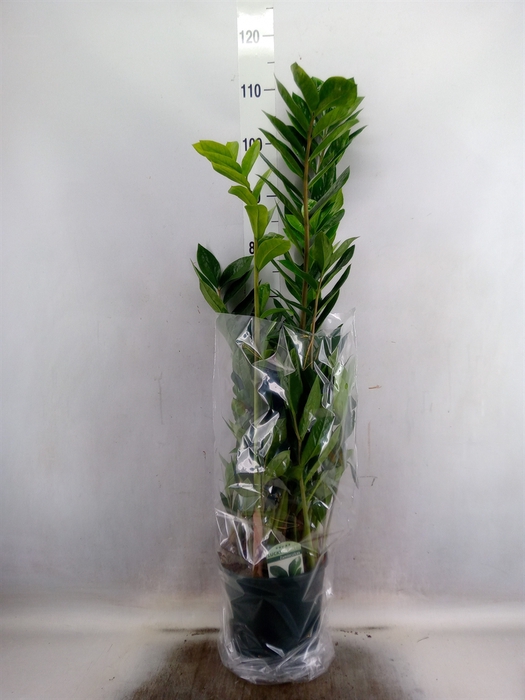 <h4>Zamioculcas zamiifolia</h4>