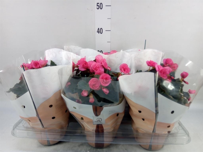 <h4>Begonia elat. HL 'Adonia Pink'</h4>
