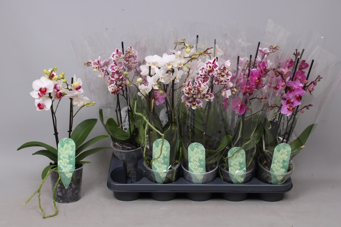 <h4>PHAL MF GEM 5 KL</h4>