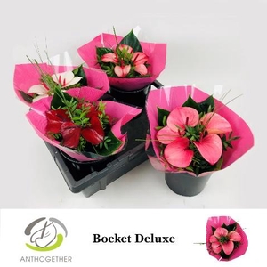 Anthurium mix Love