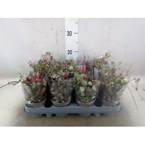 Ceropegia woodii ssp. woodii