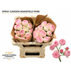 Rosa Spray Garden Mansfield Park Pink