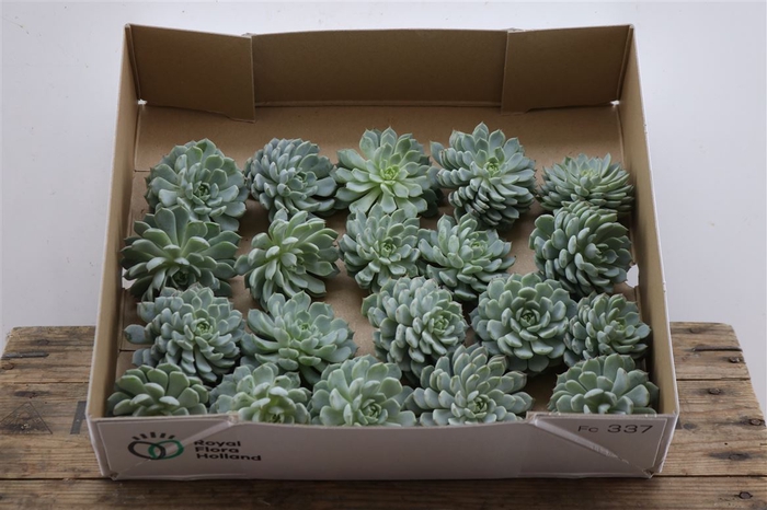 <h4>Echeveria Derenbergi Klein X20</h4>