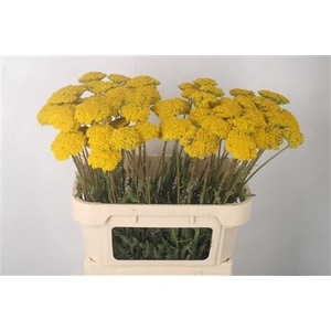 Achillea F Park Variety