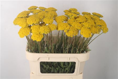 <h4>Achillea F Park Variety</h4>