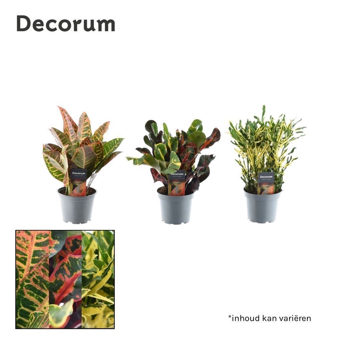 <h4>Codiaeum</h4>