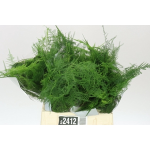 Asparagus 1e Veren