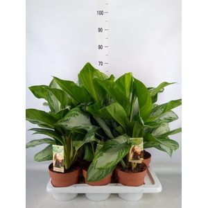 Aglaonema  'Silver Bay'