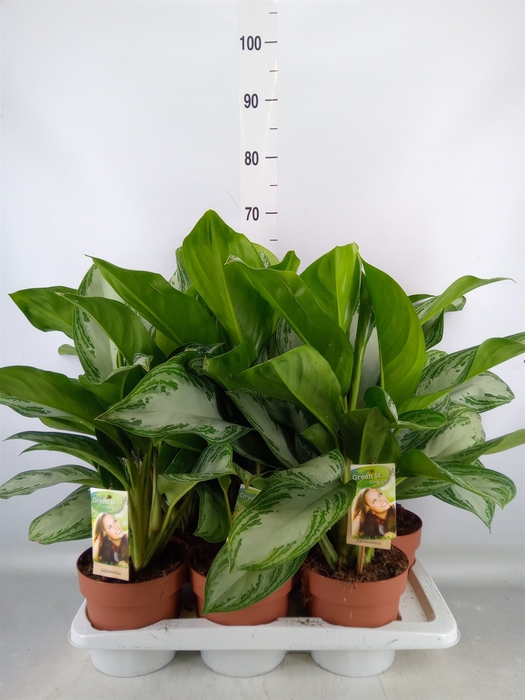 <h4>Aglaonema  'Silver Bay'</h4>