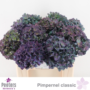 HYDR M CH PIMPERN CL