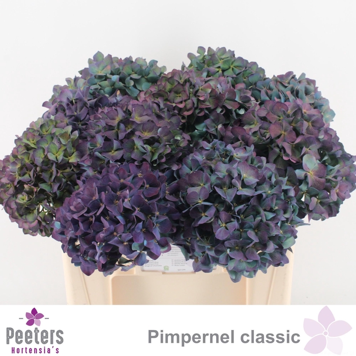 <h4>HYDR M CH PIMPERN CL</h4>