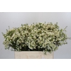 Chamelaucium Ivory Pearl