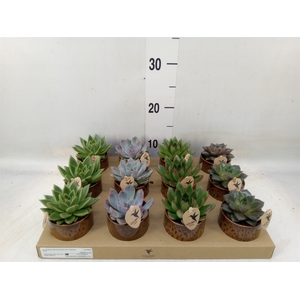 Succulents   ...mix 3