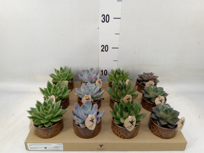<h4>Succulents   ...mix 3</h4>