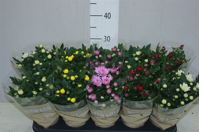 <h4>Chrysanth Gemengd Gevuld</h4>