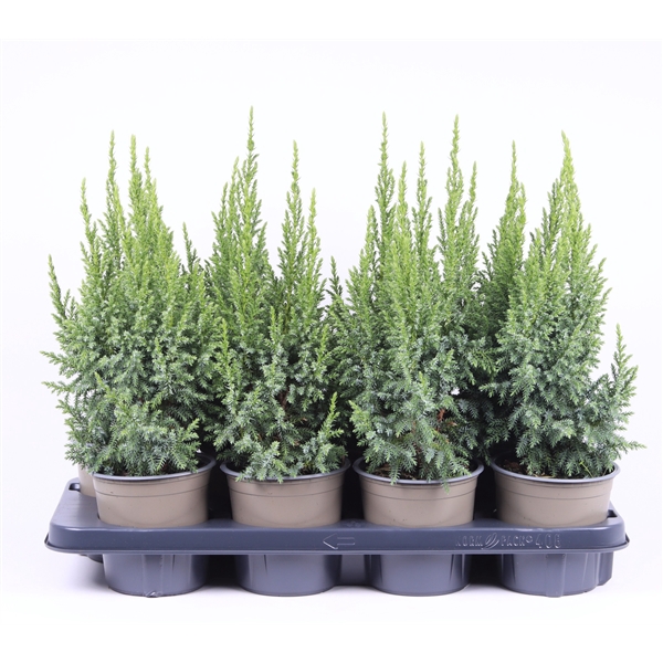 <h4>Juniperus pingii 'Loderi'</h4>