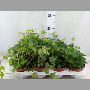 Hedera helix   ...mix 3
