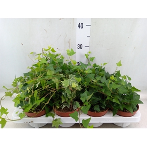 Hedera helix   ...mix 3