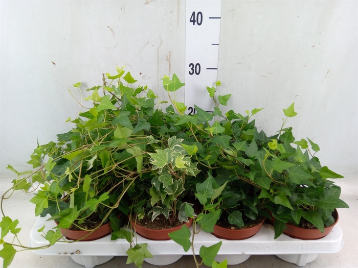 <h4>Hedera helix   ...mix 3</h4>
