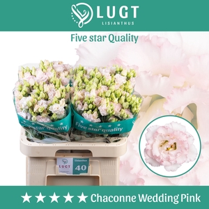 Lisianthus do chaconne wedding pink