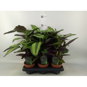 Calathea  'Beautystar'