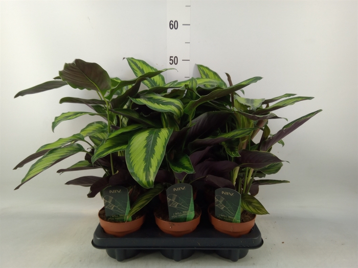 <h4>Calathea  'Beautystar'</h4>