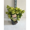 arr8 Hydr Paniculata