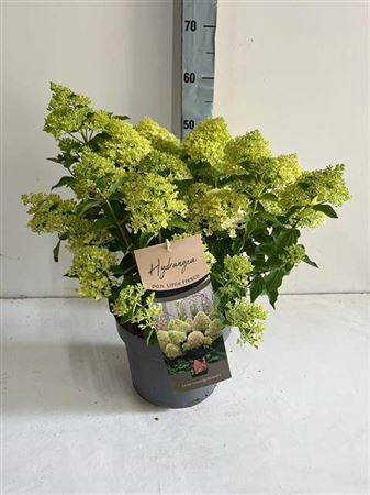 arr8 Hydr Paniculata
