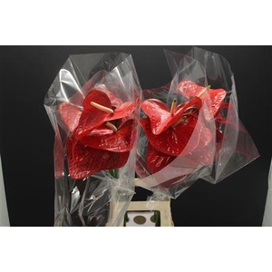 Anthurium Red Amor