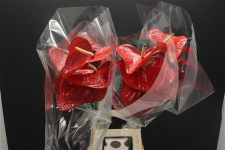 <h4>Anthurium Red Amor</h4>