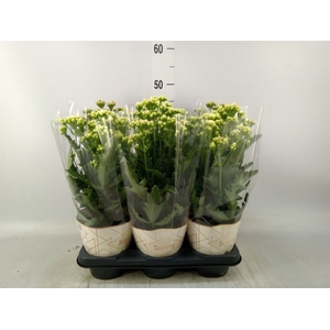 Kalanchoe   ...