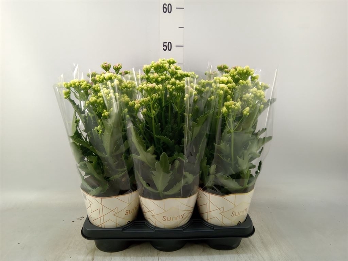 <h4>Kalanchoe   ...</h4>