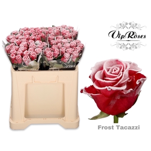 R GR FROST TACAZZI x60 588