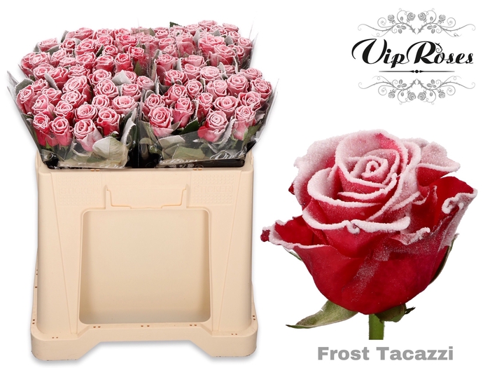 R GR FROST TACAZZI
