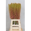 Eremurus Oase
